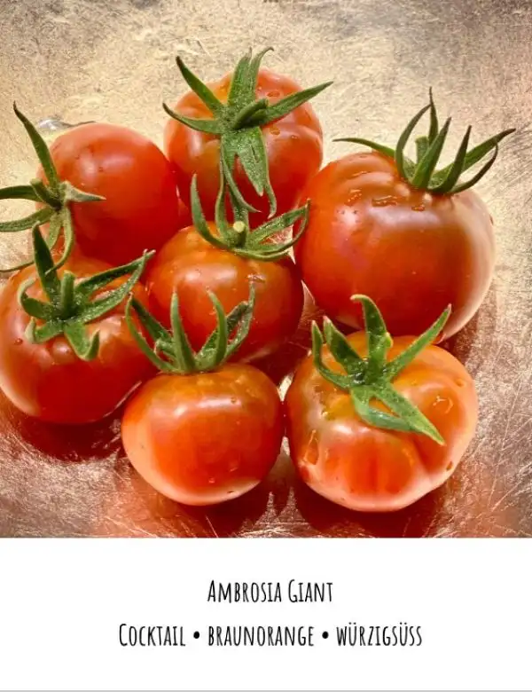 Tomaten: Ambrosia Giant