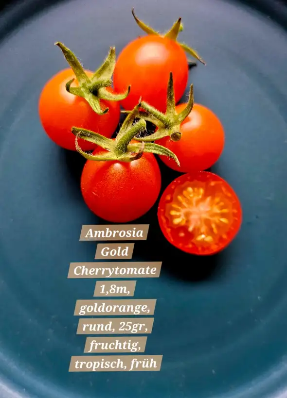 Tomaten: Ambrosia gold