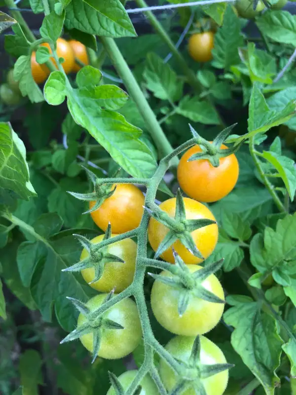 Tomaten: Ambrosia gold