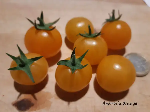 Tomaten: Ambrosia Orange