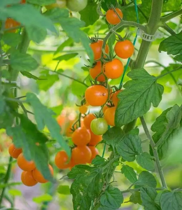 Tomaten: Ambrosia Orange