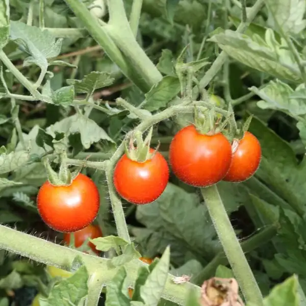 Tomaten: Ambrosia Red