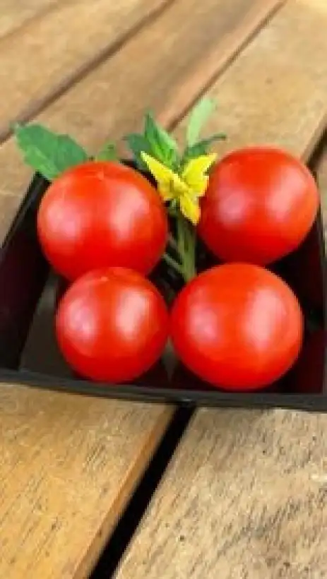 Tomaten: AMC