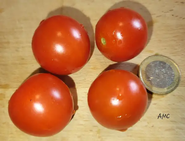 Tomaten: AMC