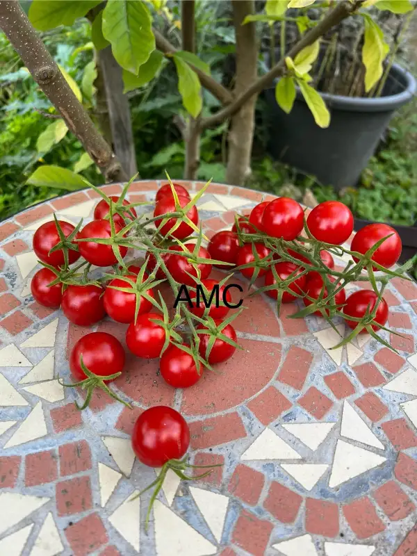 Tomaten: AMC