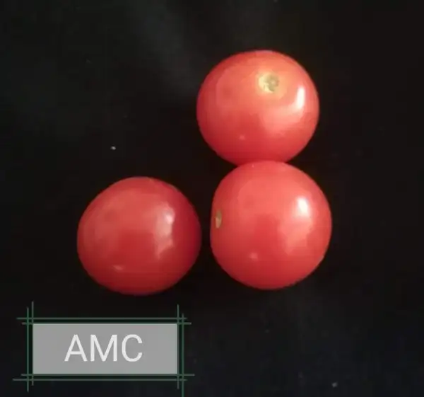 Tomaten: AMC