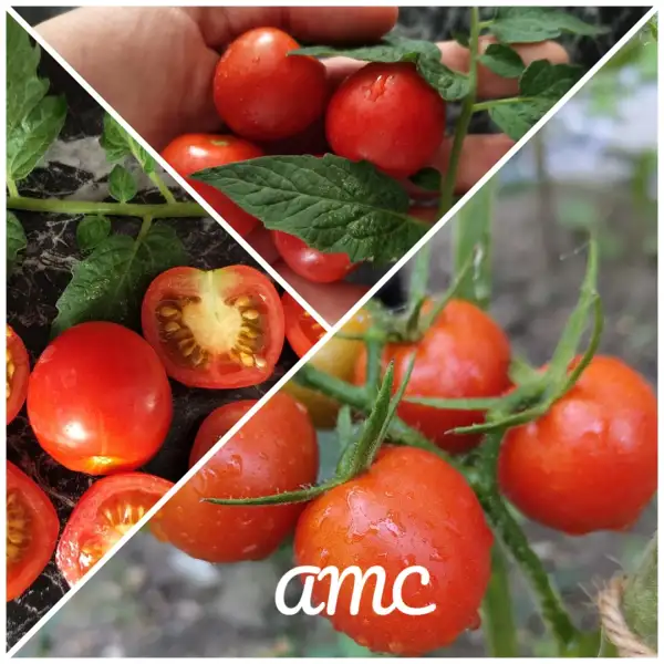 Tomaten: AMC Austrian Mountain Cherry