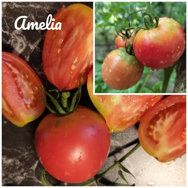 Tomaten: Amela