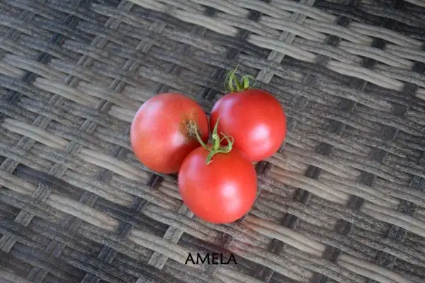 Tomaten: Amela