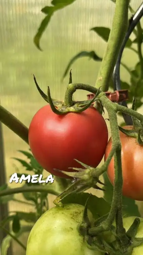 Tomaten: Amela