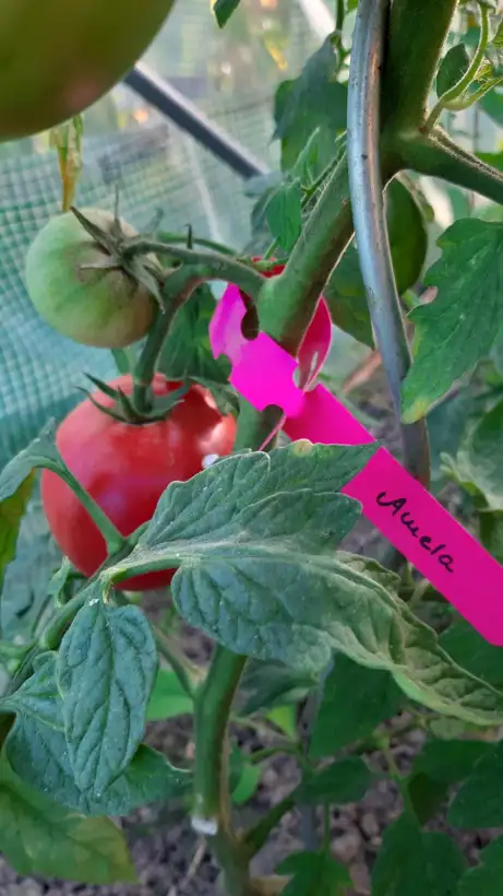 Tomaten: Amela F2