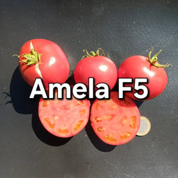 Tomaten: Amela F5