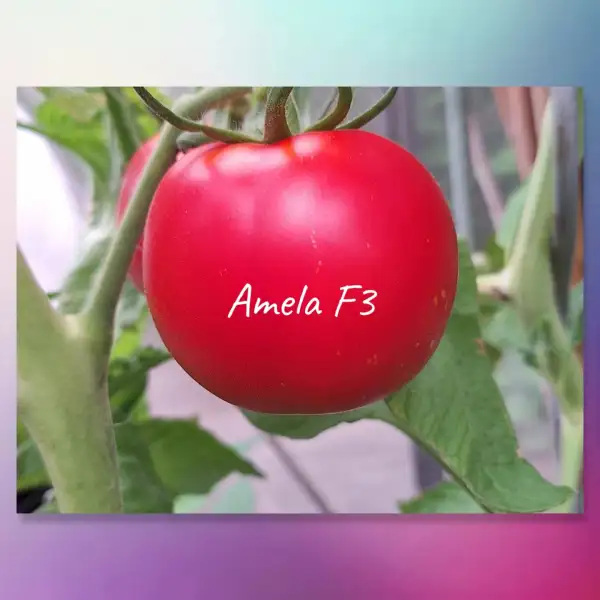 Tomaten: Amela F5