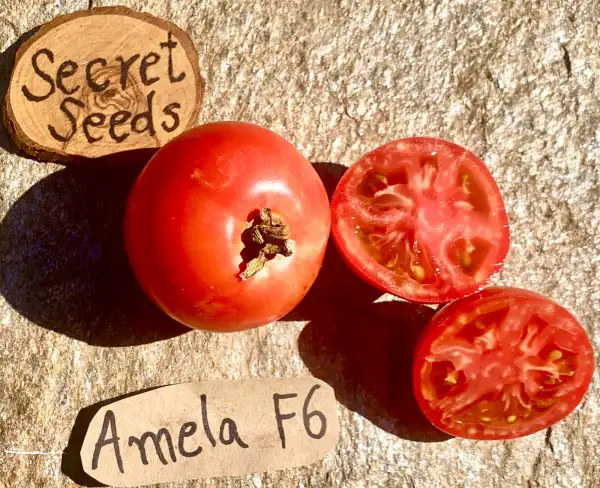 Tomaten: Amela F6