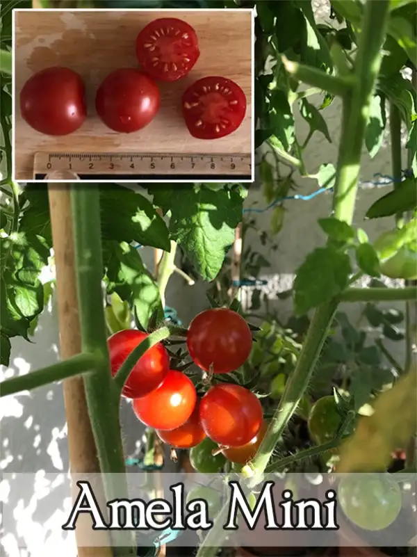 Tomaten: Amela Mini