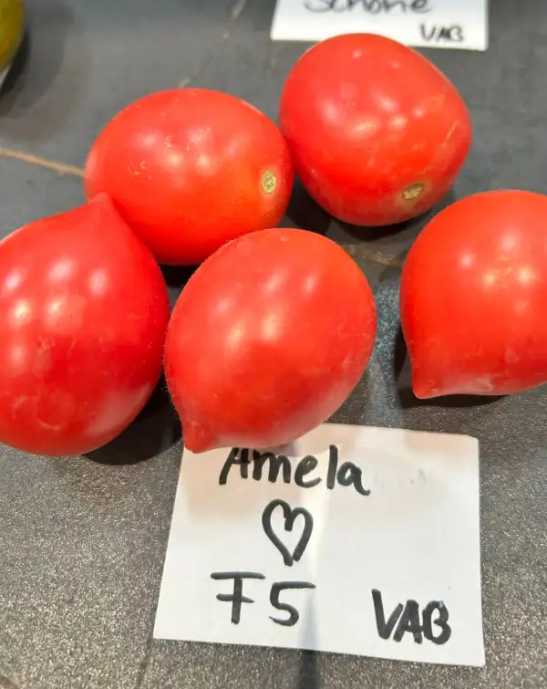 Tomaten: Amela (Versuchsanbau F5)
