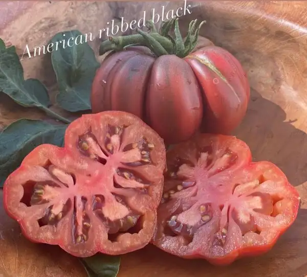 Tomaten: American Ribbed Black