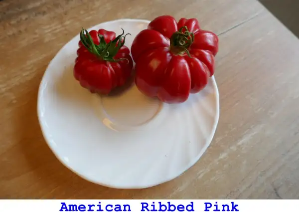 Tomaten: American Ribbed Pink