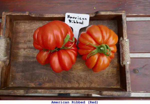 Tomaten: American Ribbed Red