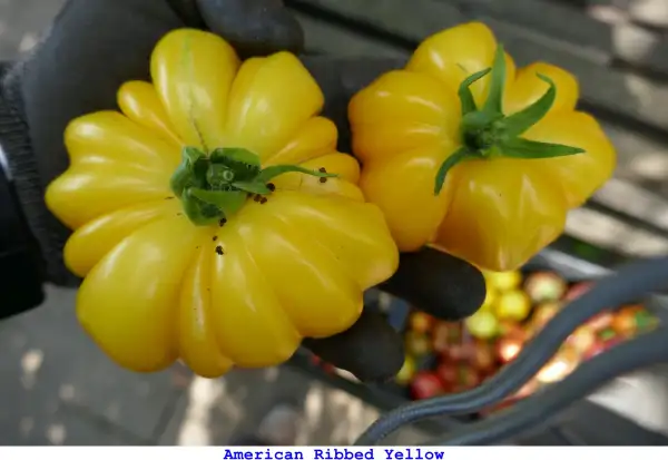 Tomaten: American Ribbed Yellow