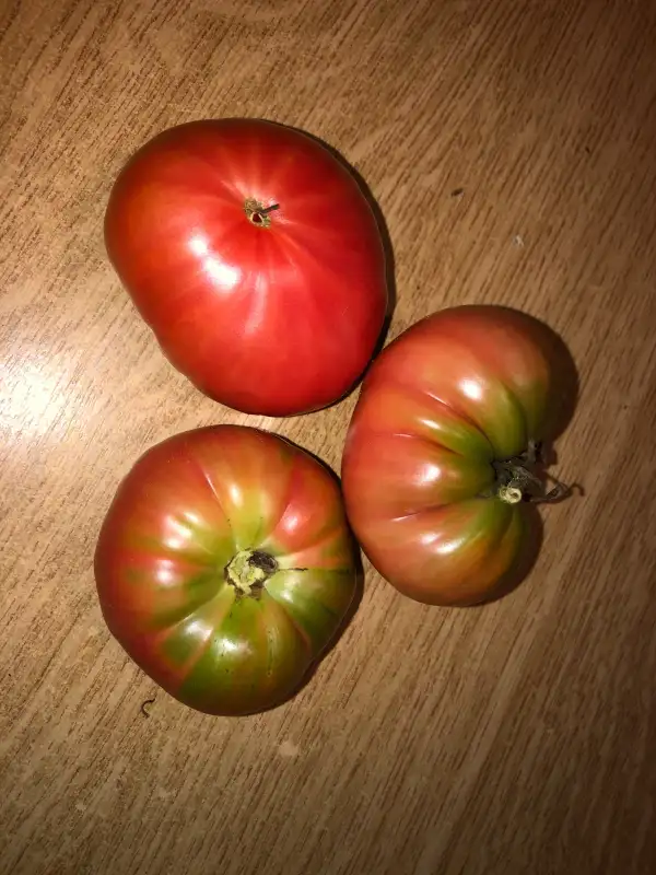 Tomaten: Americke Pyramidi