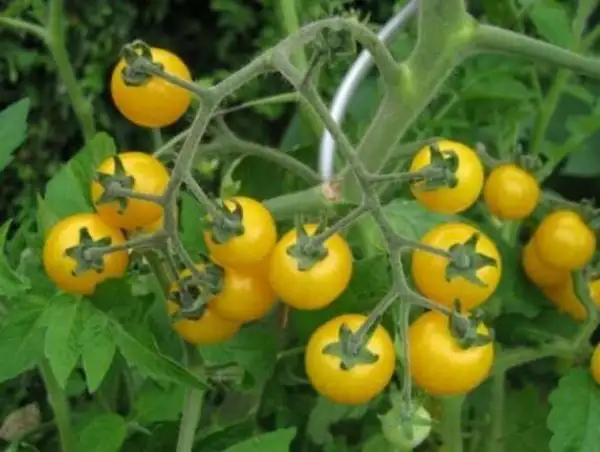 Tomaten: Amerikanische Wildtomate