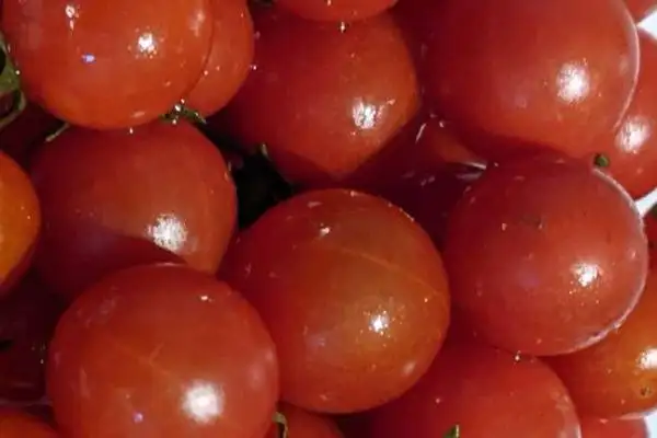 Tomaten: Amerikanische Wildtomate