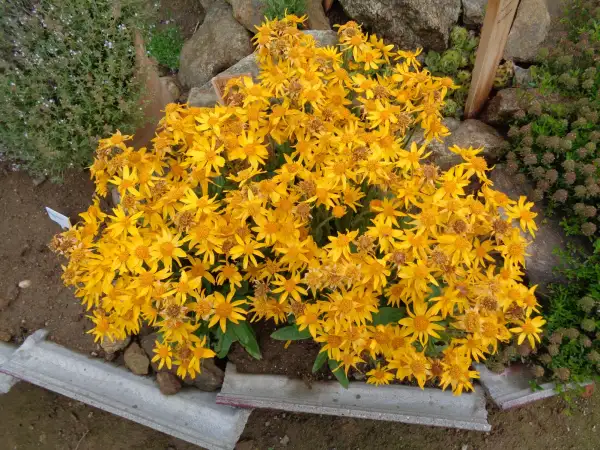 Blumen: Amerikanischer Arnika