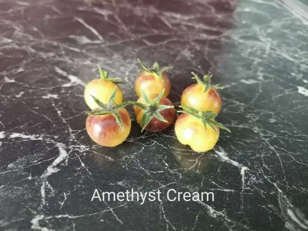 Tomaten: Amethyst Cream