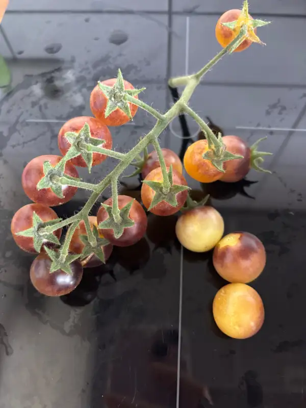 Tomaten: Amethyst Cream