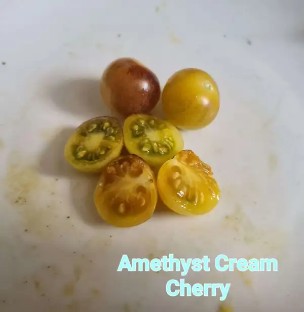 Tomaten: Amethyst Cream Cherry