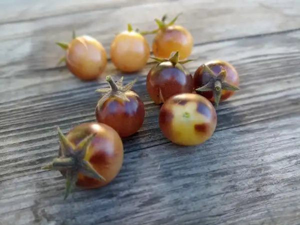 Tomaten: Amethyst Cream Cherry