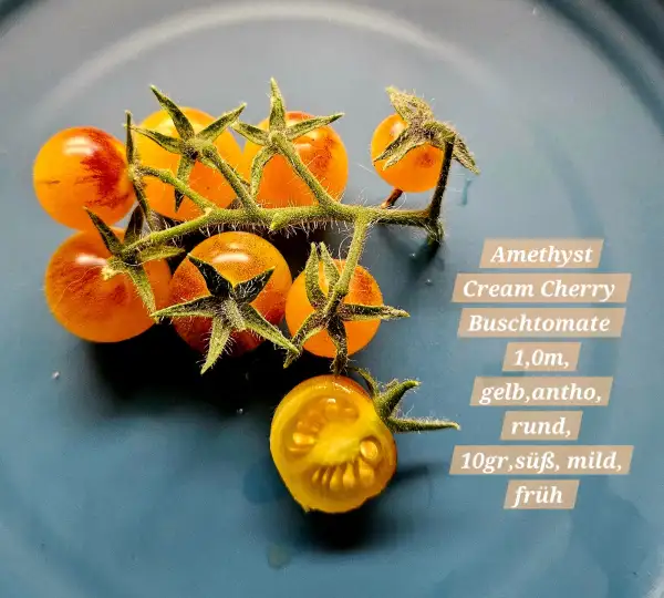 Tomaten: Amethyst Cream Cherry