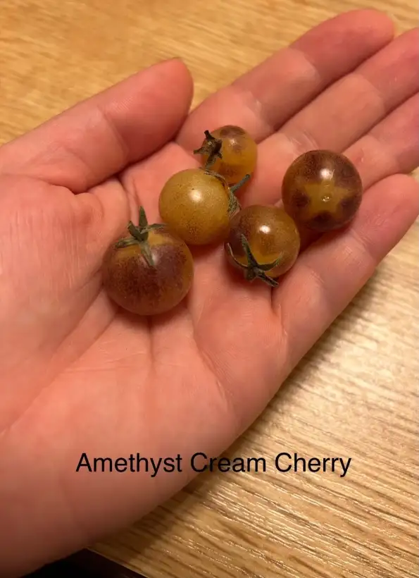 Tomaten: Amethyst Cream Cherry