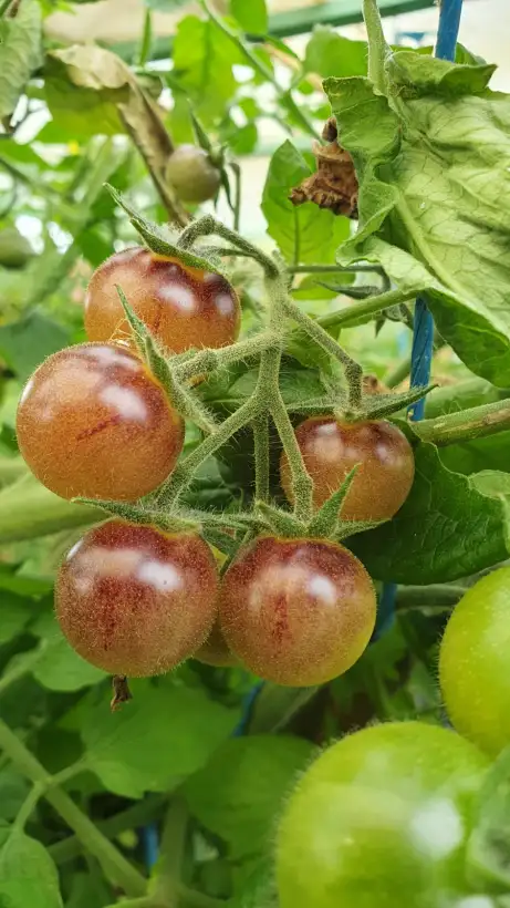 Tomaten: Amethyst Cream Cherry