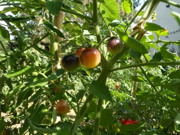 Tomaten: Amethyst Cream Cherry ( Kat# 2201 )