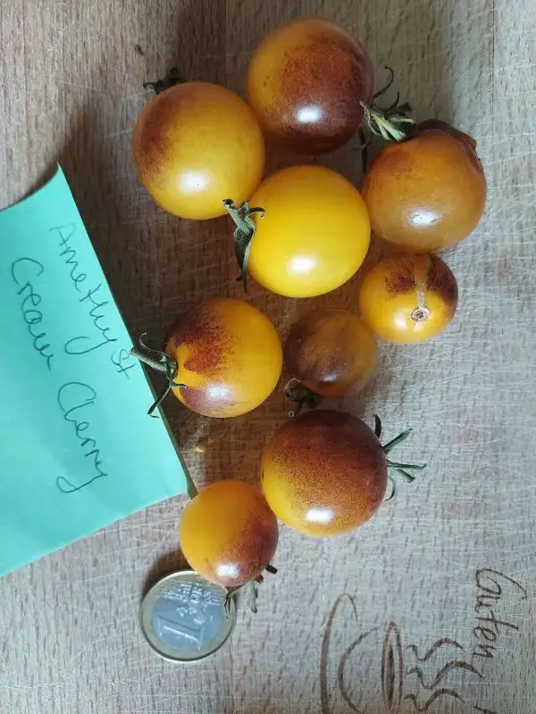 Tomaten: Amethyst Cream Cherry XL