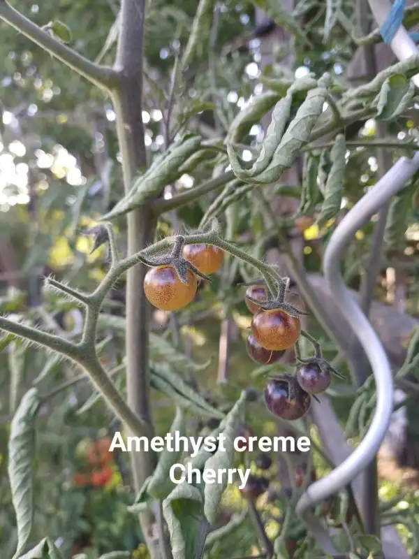 Tomaten: Amethyst Creme cherry