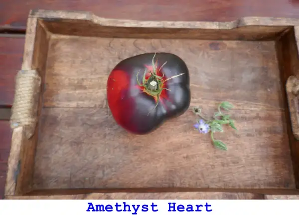 Tomaten: Amethyst Heart