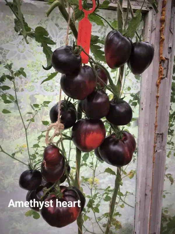 Tomaten: Amethyst Heart