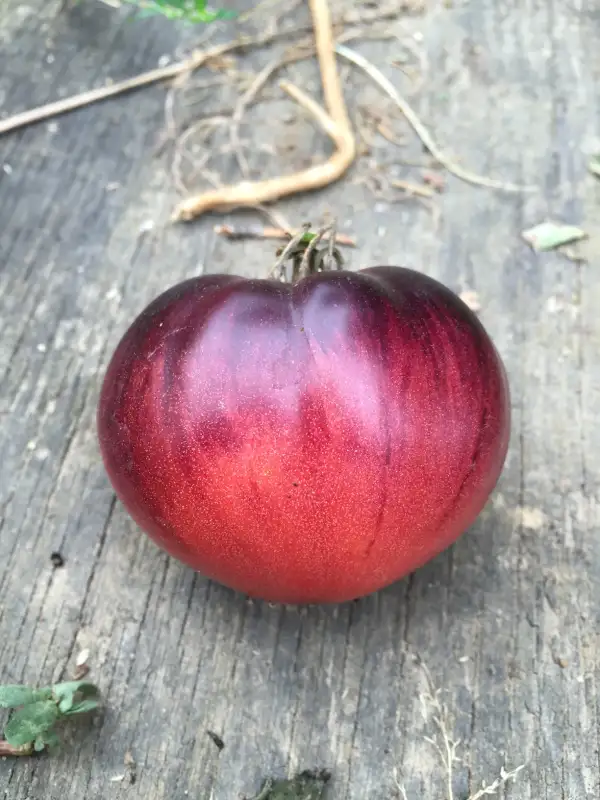 Tomaten: Amethyst Jewel