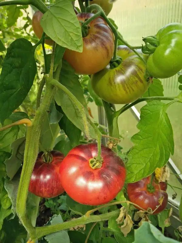 Tomaten: Amethyst Jewel