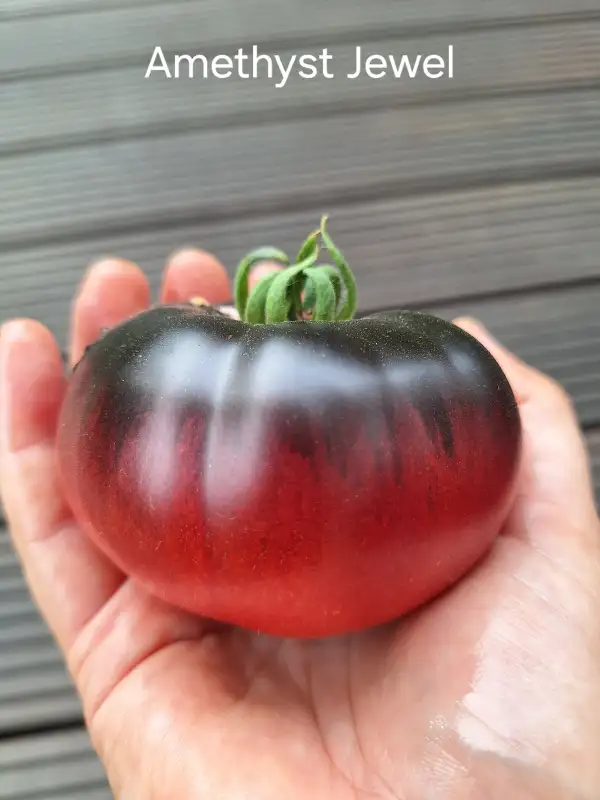 Tomaten: Amethyst Jewel