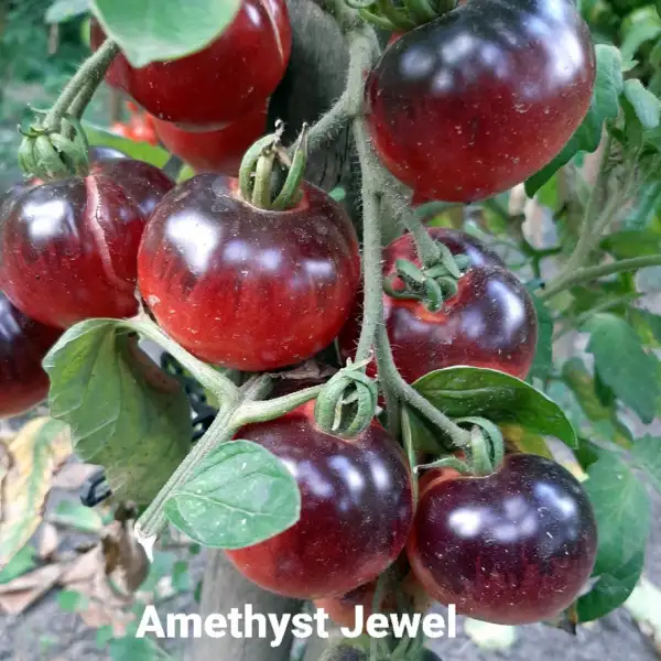 Tomaten: Amethyst Jewel