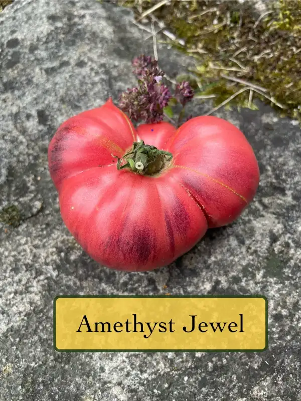 Tomaten: Amethyst Jewel