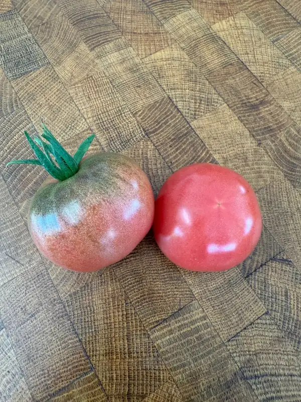 Tomaten: Amethyst Jewel