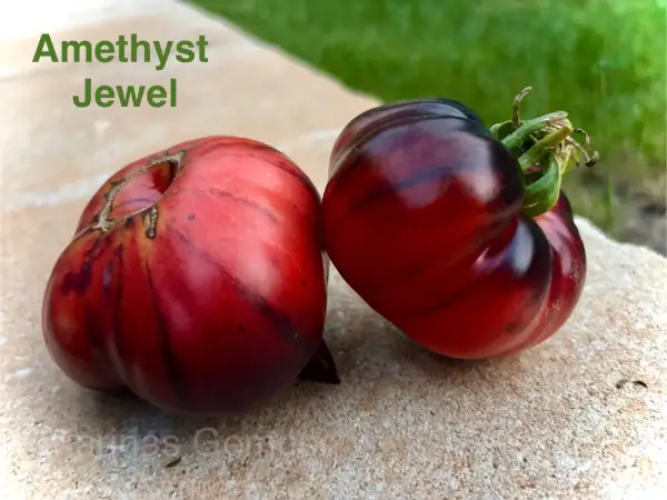 Tomaten: Amethyst Jewel