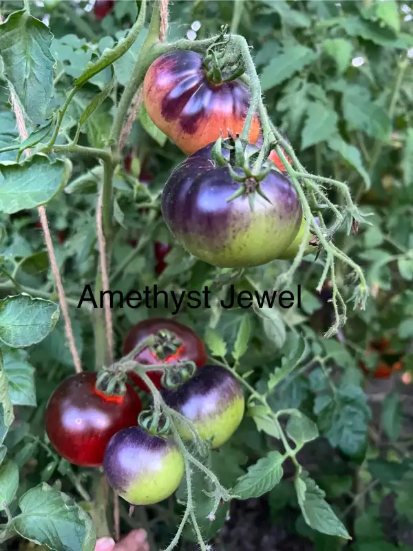 Tomaten: Amethyst Jewel