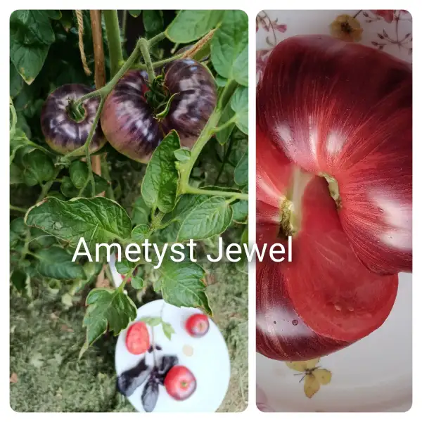 Tomaten: Amethyst Jewel