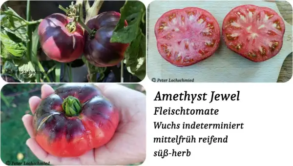 Tomaten: Amethyst Jewel